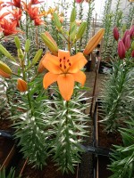 [5114 Yale DJ No02.JPG]